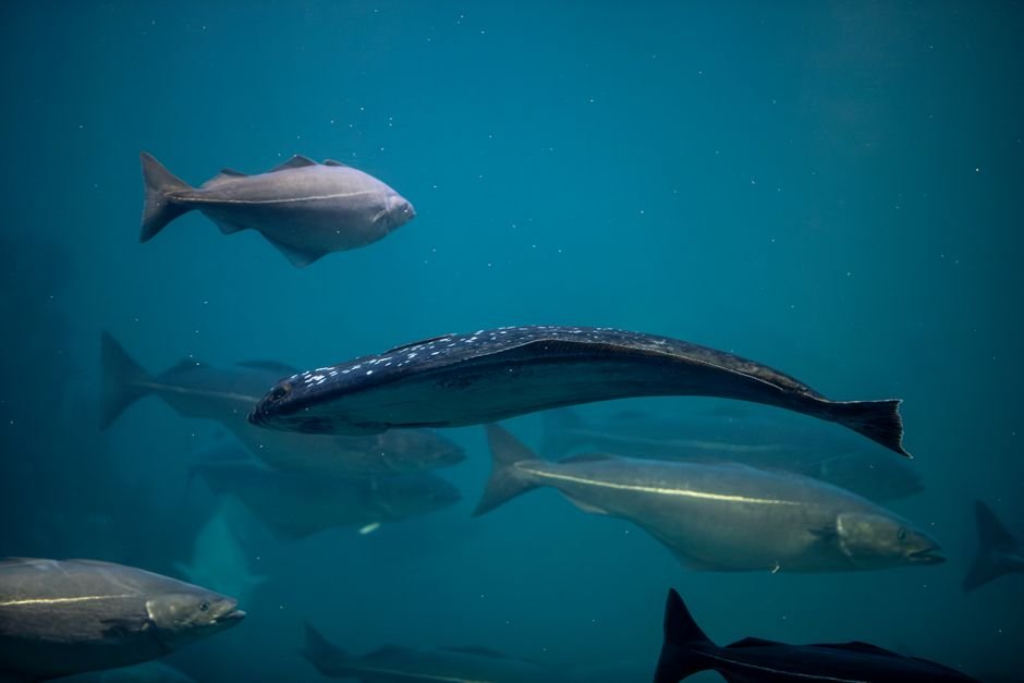 Halibut scientists report whale losses and a shift in when females mature
