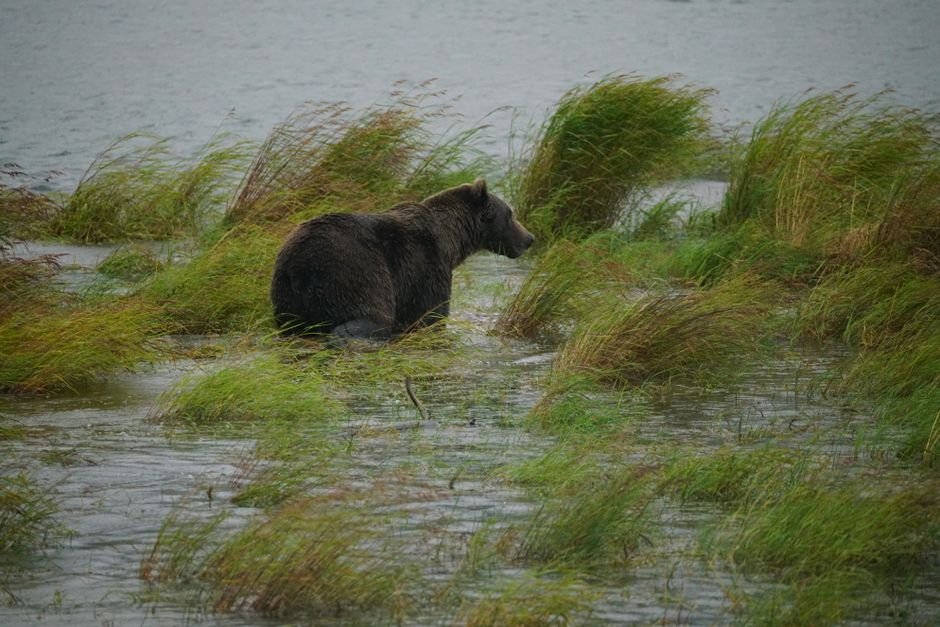 Park Service final rule allows bear baiting again in Alaska national preserves