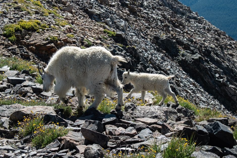 Registration permits open Friday for Chugach mountain goats after drawing hunt falls short of quota