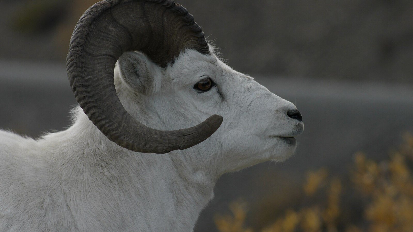 Interior takes back $8,781 from Denali Dall sheep survey flight order