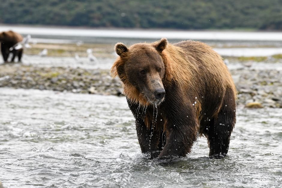A police drone searched south Anchorage for a brown bear before dawn