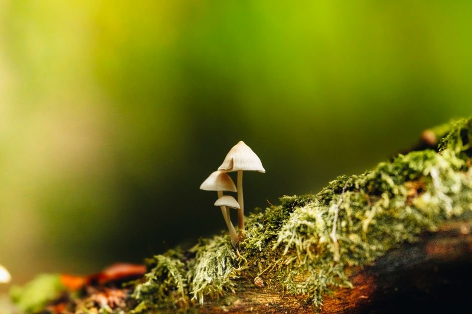 An Alaska psilocybin initiative faces its signature deadline Monday