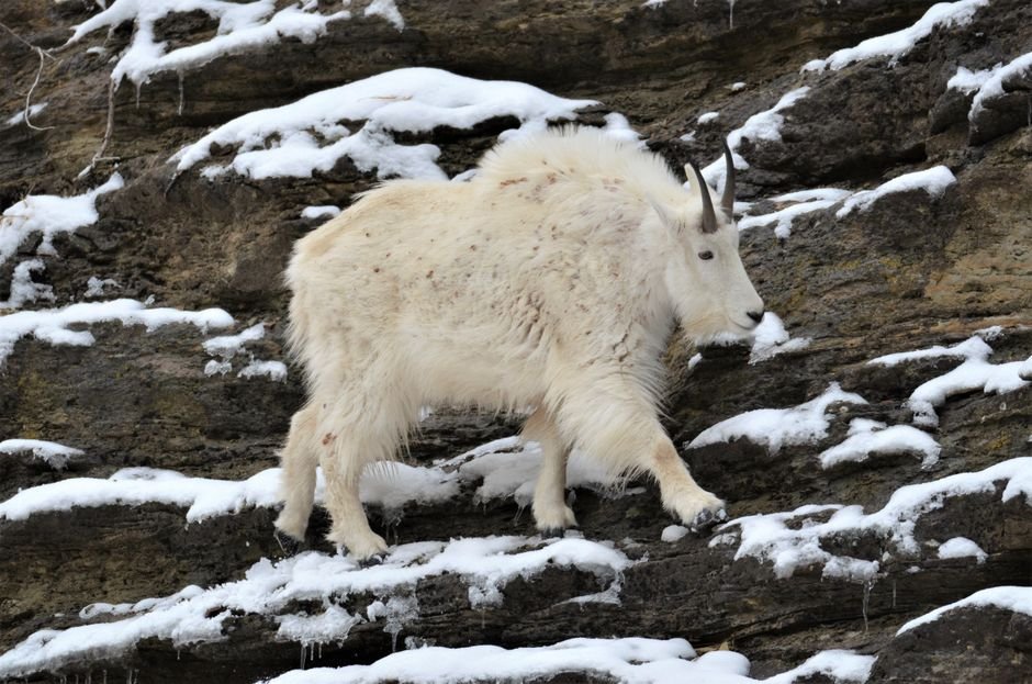 Bear Mountain goat zone on Baranof closes Sept. 18 after quota fills