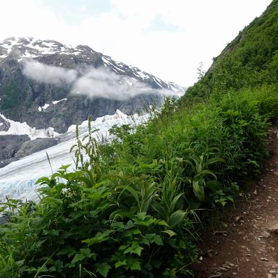 A person wearing a red backpack and a hat hikes a winding dirt trail through lush green vegetation. To the left, the blue-white ice of Exit Glacier stretches towards snow-capped mountains partially obscured by clouds.