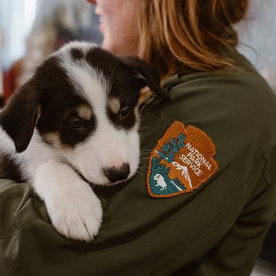 A close-up shot shows a National Park Service ranger in uniform holding a small, black and white puppy on their shoulder. The puppy looks towards the viewer, resting comfortably against the ranger's olive-green jacket, which features a National Park Service patch.
