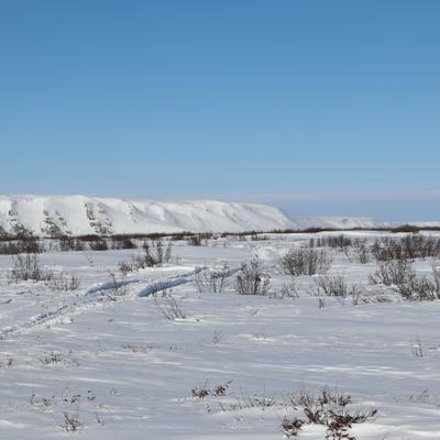 A wide shot of the snow-covered Colville River bottom in winter, with bare bushes scattered across the foreground and snow-covered bluffs in the distance under a clear blue sky. Tracks are visible in the deep snow, leading towards the distant hills.